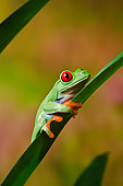 FRG 01 TK0070 01
Red-Eyed Tree Frog Climbing On Tropical Plant