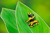 FRG 01 TK0071 01
Bumblebee Poison Dart Frog Sitting On Leaf Guyana, South America