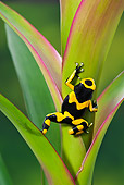FRG 01 TK0072 01
Bumblebee Poison Dart Frog Climbing On Plant Guyana, South America