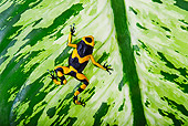 FRG 01 TK0073 01
Bumblebee Poison Dart Frog Climbing On Plant Guyana, South America