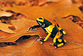 FRG 01 TK0074 01
Bumblebee Poison Dart Frog Sitting On Leaves Guyana, South America