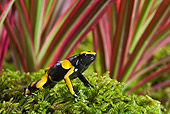 FRG 01 TK0075 01
Bumblebee Poison Dart Frog Sitting On Moss Guyana, South America