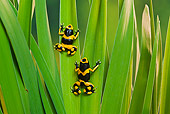 FRG 01 TK0076 01
Two Bumblebee Poison Dart Frogs Climbing On Plant Guyana, South America