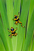 FRG 01 TK0077 01
Two Bumblebee Poison Dart Frogs Climbing On Plant Guyana, South America