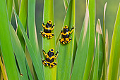 FRG 01 TK0078 01
Three Bumblebee Poison Dart Frogs Climbing On Plant Guyana, South America