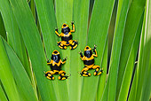 FRG 01 TK0079 01
Three Bumblebee Poison Dart Frogs Climbing On Plant Guyana, South America