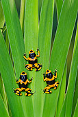 FRG 01 TK0080 01
Three Bumblebee Poison Dart Frogs Climbing On Plant Guyana, South America