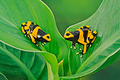 FRG 01 TK0081 01
Two Bumblebee Poison Dart Frogs Sitting On Plant Guyana, South America