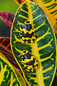 FRG 01 TK0082 01
Two Bumblebee Poison Dart Frogs Sitting On Leaf Guyana, South America