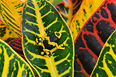FRG 01 TK0083 01
Bumblebee Poison Dart Frog Sitting On Leaf Guyana, South America