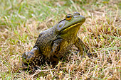 FRG 01 WF0002 01
American Bullfrog Sitting On Grass