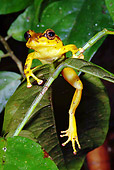 FRG 01 WF0003 01
Fiji Tree Frog Climbing On Leaf
