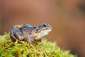 FRG 01 WF0004 01
Common Frog Sitting On Moss