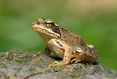 FRG 01 WF0005 01
Common Frog Sitting On Rock