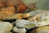FRG 01 WF0006 01
Common Frog Tadpoles Underwater With Legs And Tail