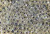 FRG 01 WF0007 01
Common Frog Spawn In Pond