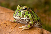 FRG 01 WF0008 01
Cranwell's Horned Frog Sitting On Leaf