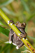 FRG 01 WF0009 01
Tapichalaca Tree Frog Hanging On Stem