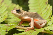 FRG 01 WF0010 01
Reed Frog Sitting On Leaf
