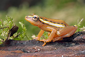 FRG 01 WF0011 01
Reed Frog Sitting On Leaf
