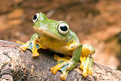 FRG 01 WF0014 01
Java Flying Frog Sitting On Log