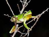FRG 01 WF0015 01
European Tree Frog Climbing On Twig