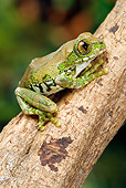 FRG 01 WF0016 01
Big Eyed Tree Frog Climbing On Branch