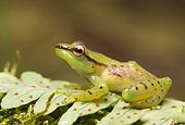 FRG 01 WF0017 01
Malagasy Glass Frog Sitting On Leaf Profile