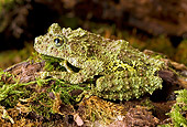FRG 01 WF0019 01
Mossy Frog Sitting On Moss Covered Log