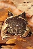 FRG 01 WF0020 01
Malayan Horned Frog Sitting On Dead Leaves
