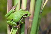 FRG 01 WF0021 01
Common Treefrog Sitting On Reed Stem