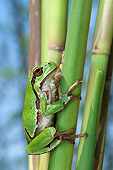 FRG 01 WF0022 01
Common Treefrog Sitting On Reed Stem
