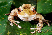 FRG 01 WF0023 01
Close-Up Of Fiji Tree Frog Sitting On Leaf