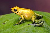 FRG 01 WF0024 01
Black-Legged Dart Frog Sitting On Dewy Leaf