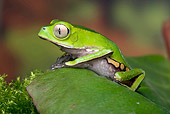 FRG 01 WF0025 01
White-Lined Frog Sitting On Leaf