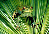 FRG 01 WF0026 01
Frog Sitting On Leaf Cloud Forest, Ecuador