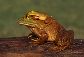 FRG 01 GR0002 01
Bullfrogs On Log (Rana catesbeiana)