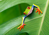 FRG 01 KH0001 01
Red-Eyed Tree Frog Sitting On Leaf