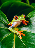 FRG 01 KH0002 01
Red-Eyed Tree Frog Sitting On Leaf
