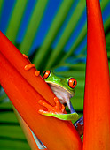 FRG 01 KH0003 01
Red-Eyed Tree Frog Sitting On Red Plant
