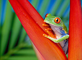 FRG 01 KH0004 01
Red-Eyed Tree Frog Sitting On Red Plant