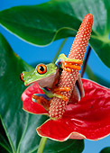 FRG 01 KH0005 01
Red-Eyed Tree Frog Sitting On Red Flower