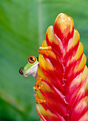 FRG 01 KH0006 01
Red-Eyed Tree Frog Sitting On Red Flower