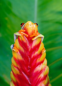 FRG 01 KH0007 01
Red-Eyed Tree Frog Sitting On Red Flower