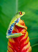 FRG 01 KH0008 01
Red-Eyed Tree Frog Sitting On Red Flower