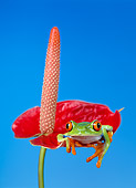 FRG 01 KH0009 01
Red-Eyed Tree Frog Sitting On Red Flower