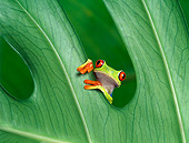 FRG 01 KH0010 01
Red-Eyed Tree Frog Sitting On Leaf