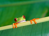 FRG 01 KH0011 01
Red-Eyed Tree Frog Sitting On Leaf