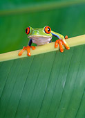 FRG 01 KH0012 01
Red-Eyed Tree Frog Sitting On Leaf