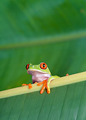 FRG 01 KH0013 01
Red-Eyed Tree Frog Sitting On Leaf